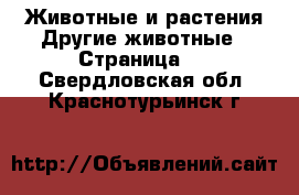 Животные и растения Другие животные - Страница 2 . Свердловская обл.,Краснотурьинск г.